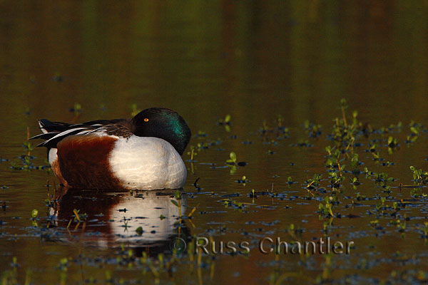 Northern Shoveler © Russ Chantler